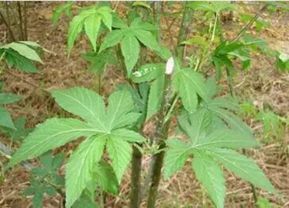 天然甜味劑的未來：甜茶苷、甘草甜素或將大